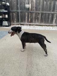 Found/Stray Female Dog last seen S Clinton, Dallas, TX 75224
