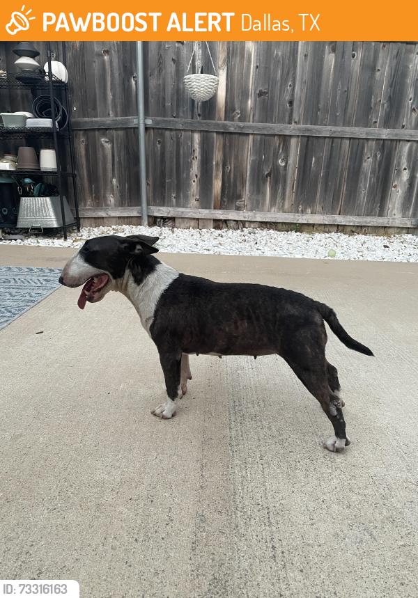 Found/Stray Female Dog last seen S Clinton, Dallas, TX 75224
