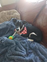 Reunited Male Dog last seen Front St and market st, San Diego, CA 92101