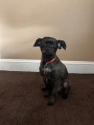 Reunited Male Dog last seen Woodbridge Ave, Edison, NJ, USA, Edison, NJ 08837