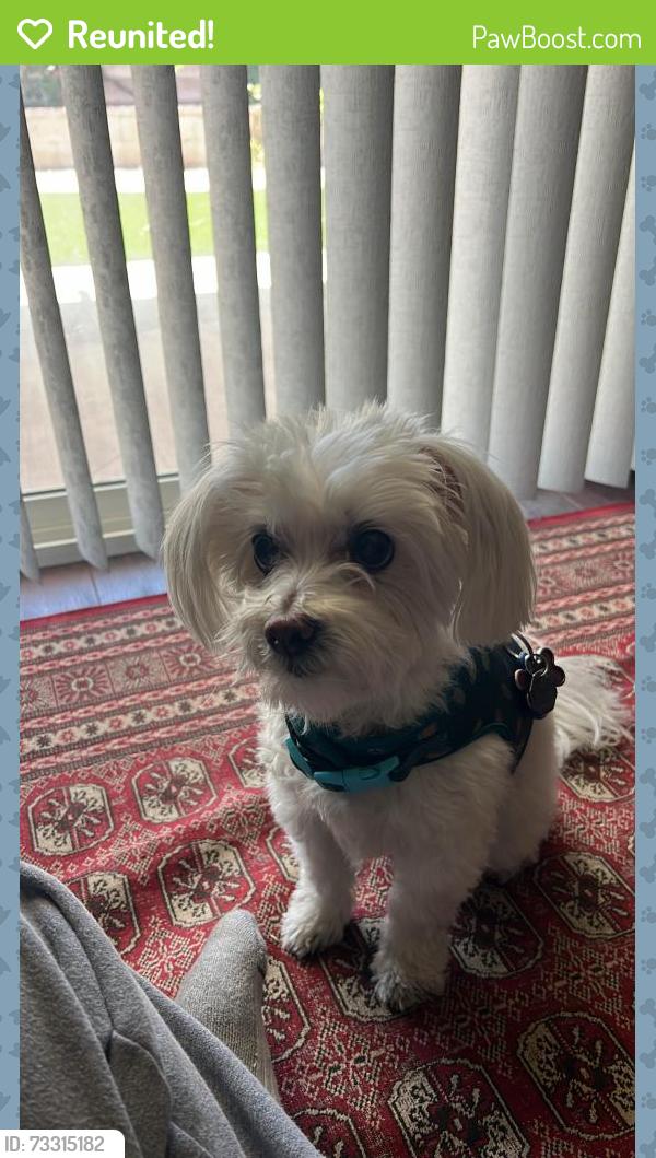 Reunited Female Dog last seen Near Seminole Way, Fontana, CA 92336, USA, Fontana, CA 92336