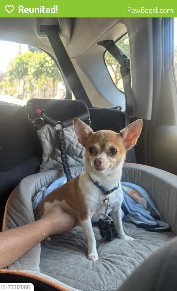 Reunited Female Dog last seen W Wellington Ave & N Nordica Ave, Chicago, IL 60634