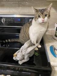 Reunited Male Cat last seen Mulberry, Millstadt, IL 62260
