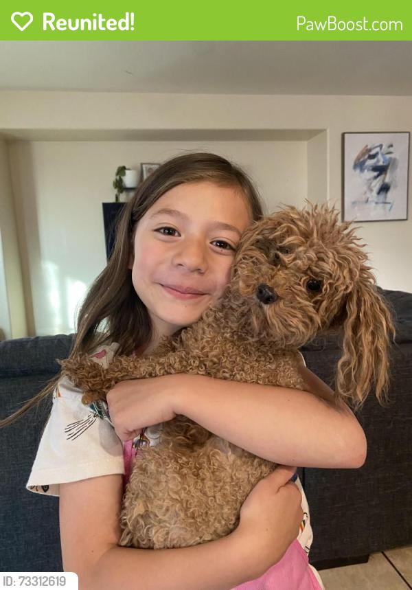 Reunited Male Dog last seen Rhodes ranch, Las Vegas, NV 89148