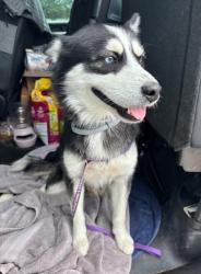 Reunited Male Dog last seen Port St. Lucie, Port St. Lucie, FL 34986