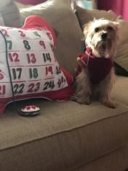 Reunited Male Dog last seen Fairview area, Maryville, TN 37803