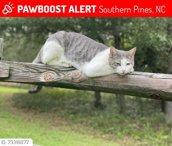 Lost Male Cat last seen Near Camelia Way, Southern Pines - between Hot Asana Yoga and back of Jefferson Inn, Southern Pines, NC 28387