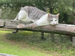 Lost Male Cat last seen Near Camelia Way, Southern Pines - between Hot Asana Yoga and back of Jefferson Inn, Southern Pines, NC 28387