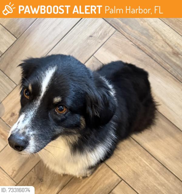 Rehomed Female Dog last seen Klosterman or Alderman, Palm Harbor, FL 34684
