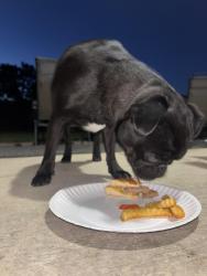 Lost Male Dog last seen Kingston ranch, San Antonio, TX 78249