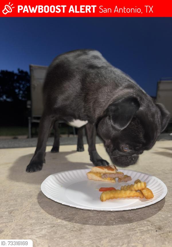 Lost Male Dog last seen Kingston ranch, San Antonio, TX 78249