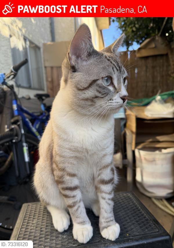 Lost Male Cat last seen Colorado Blvd & Allen, Pasadena, CA 91106