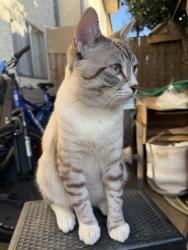 Lost Male Cat last seen Colorado Blvd & Allen, Pasadena, CA 91106
