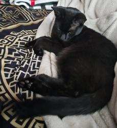 Lost Male Cat last seen Ryekroft place, West Midlands, England 