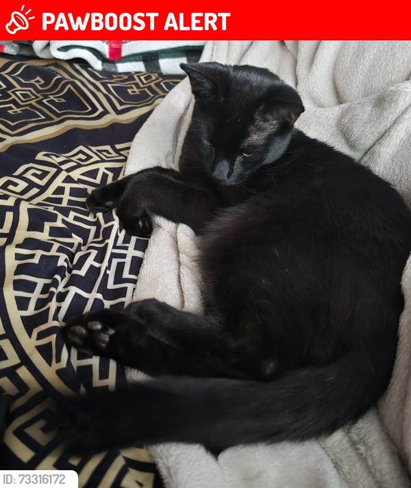 Lost Male Cat last seen Ryekroft place, West Midlands, England 