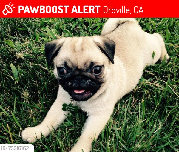 Lost Female Dog last seen Near Oak Grove Parkway Oroville, CA 95966, Oroville, CA 95966