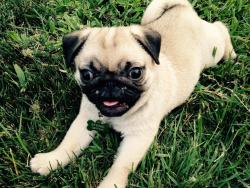 Lost Female Dog last seen Near Oak Grove Parkway Oroville, CA 95966, Oroville, CA 95966