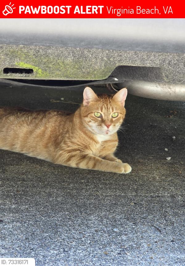 Lost Male Cat last seen Dunbarton Park, Hialeah Drive and Charlestown Rd, Virginia Beach, VA 23464