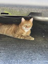 Lost Male Cat last seen Dunbarton Park, Hialeah Drive and Charlestown Rd, Virginia Beach, VA 23464