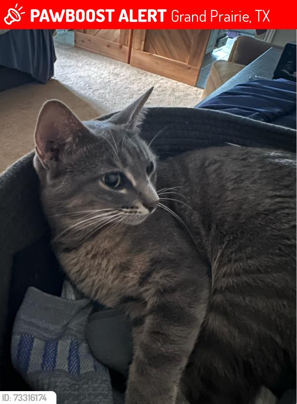 Lost Female Cat last seen Huntwick Street in Grand Prairie, Grand Prairie, TX 75050