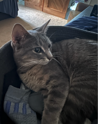 Lost Female Cat last seen Huntwick Street in Grand Prairie, Grand Prairie, TX 75050