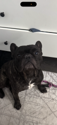 Reunited Male Dog last seen Silver Rd, Silver Springs Shores, FL 34472