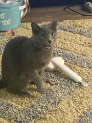 Lost Female Cat last seen Hickory Knoll apmts, Homewood, AL 35209