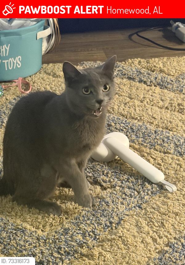 Lost Female Cat last seen Hickory Knoll apmts, Homewood, AL 35209