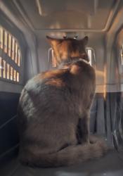 Reunited Unknown Cat last seen Black rd and Ann st, Joliet, Joliet, IL 60435
