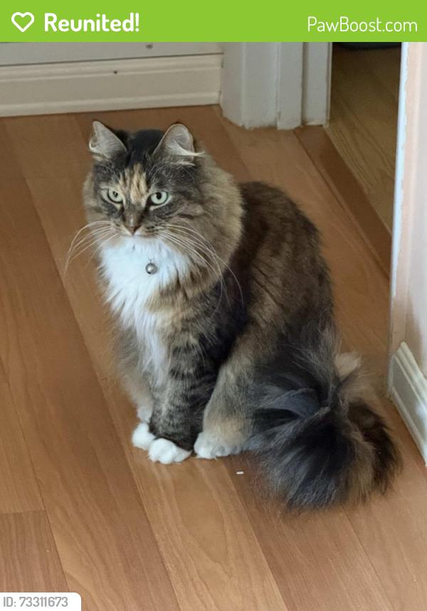 Reunited Female Cat last seen Colonial Oaks Blvd and E. Scarlet Oak Ct, Sarasota 34232, Sarasota, FL 34232