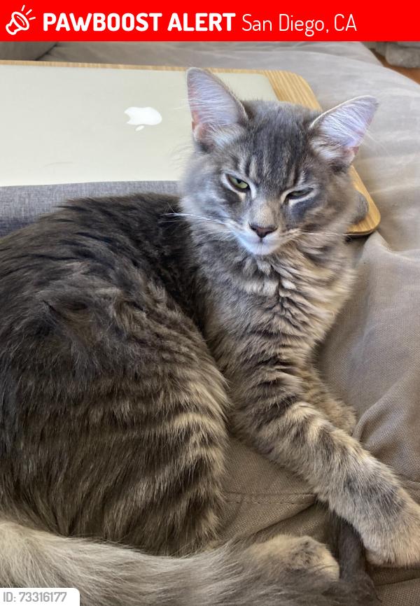 Lost Male Cat last seen Gresham st, San Diego, CA 92109