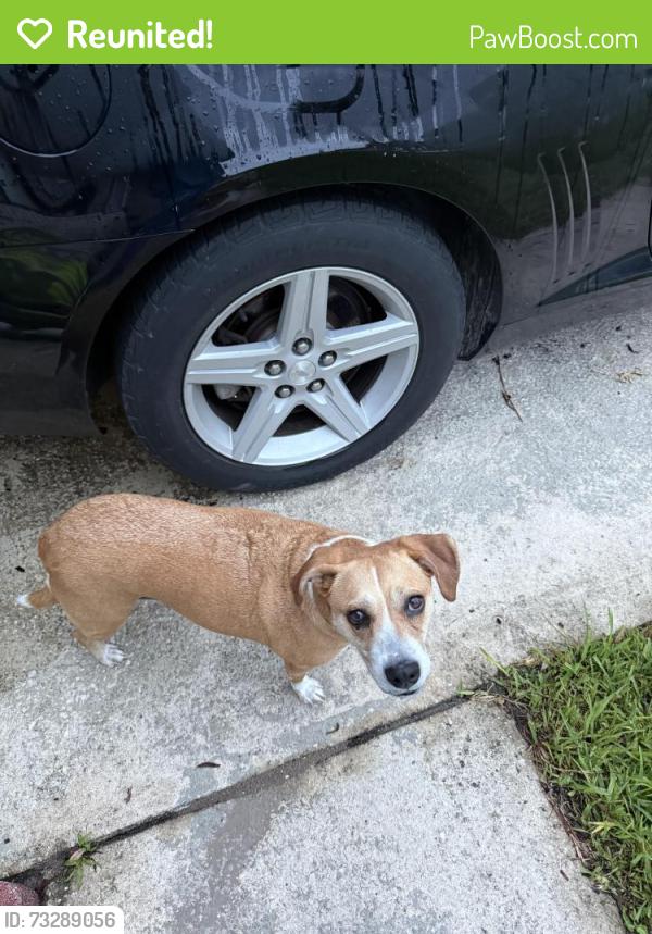 Reunited Female Dog last seen Jackson St / Hidden Village Dr, Port Orange, FL 32129