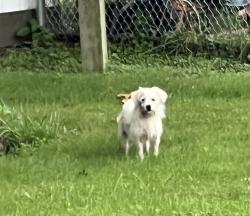 Lost Unknown Dog last seen Franklin Street - Edwardsville, PA, Edwardsville, PA 18704