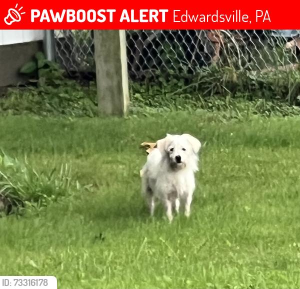 Lost Unknown Dog last seen Franklin Street - Edwardsville, PA, Edwardsville, PA 18704