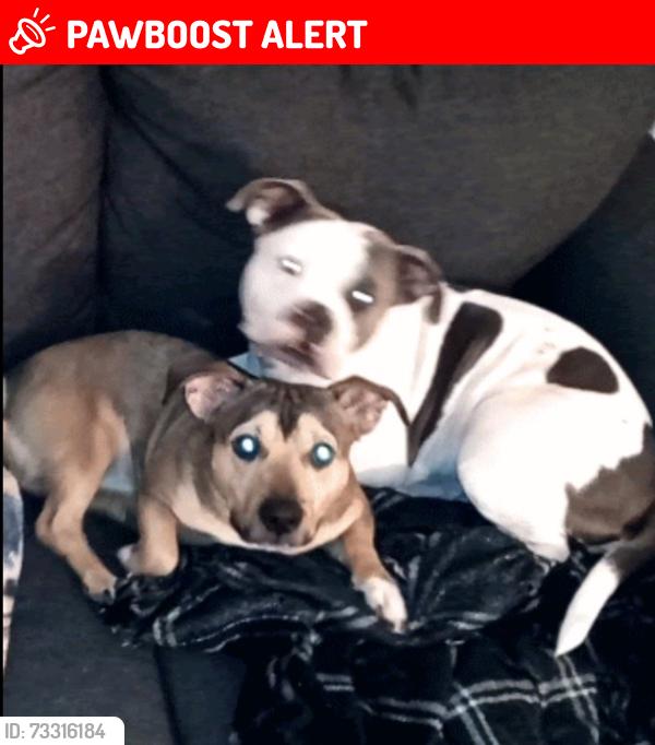 Lost Unknown Dog last seen Near Arstozon Blvd, Colorado Springs, CO 80916