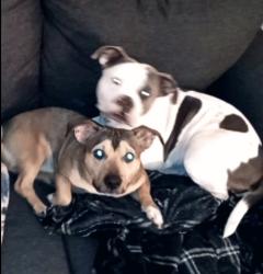 Lost Unknown Dog last seen Near Arstozon Blvd, Colorado Springs, CO 80916