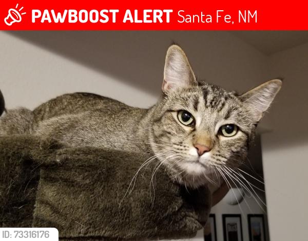 Lost Female Cat last seen Nava Ade north of Governor Miles, Santa Fe, NM 87507