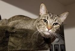 Lost Female Cat last seen Nava Ade north of Governor Miles, Santa Fe, NM 87507