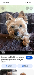 Reunited Female Dog last seen Near Parkview Terrace, Murfreesboro, TN 37130
