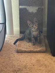 Reunited Male Cat last seen Sanctuary at Winterlakes behind building 9 heading into the woods, Port St. Lucie, FL 34986