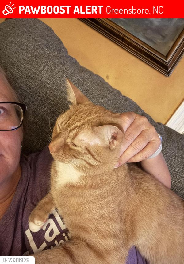 Lost Male Cat last seen Lake Brandt near the park side, Greensboro, NC 27455