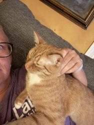 Lost Male Cat last seen Lake Brandt near the park side, Greensboro, NC 27455
