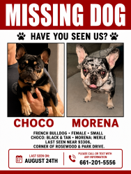 Lost Male Dog last seen Foothill high school, Bakersfield, CA 93306