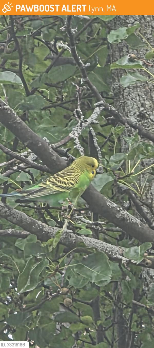 Found/Stray Unknown Bird last seen Euclid ave, Lynn, MA 01902