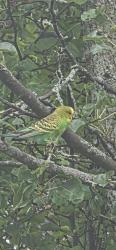 Found/Stray Unknown Bird last seen Euclid ave, Lynn, MA 01902