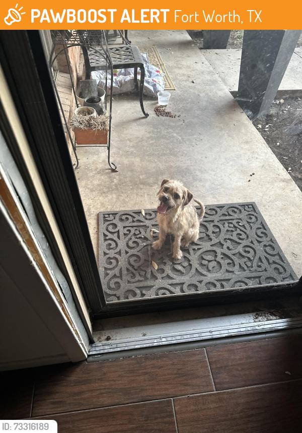 Found/Stray Male Dog last seen Granbury Rd, Fort Worth, TX 76132
