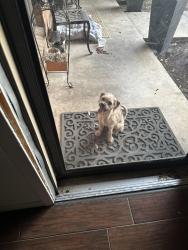 Found/Stray Male Dog last seen Granbury Rd, Fort Worth, TX 76132