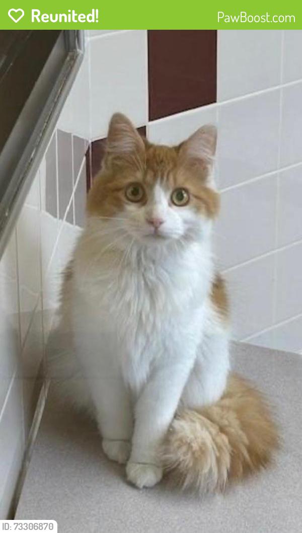 Reunited Female Cat last seen Home, Indianapolis, IN 46237