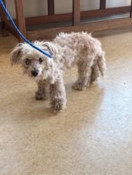 Shelter Stray Female Dog last seen Danieldale Rd + Cedar Hill Rd, Duncanville, TX, 1150 E Pleasant Run Rd, Cedar Hill, TX 75104, USA