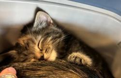 Shelter Stray Female Cat last seen Near Valley Parkway, Other, GA, 1251 Fulton Industrial Blvd NW, Atlanta, GA 30336, USA